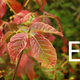Illustration for article titled Why Poison Oak Is the F%*ing Worst